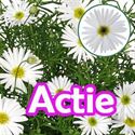 Bild von Brachyscome P12 Actie White